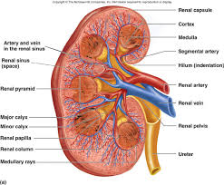 किड्नीमा भएको पत्थरीबाट छुटकारा पाउन सकिने प्राकृतिक उपचार
